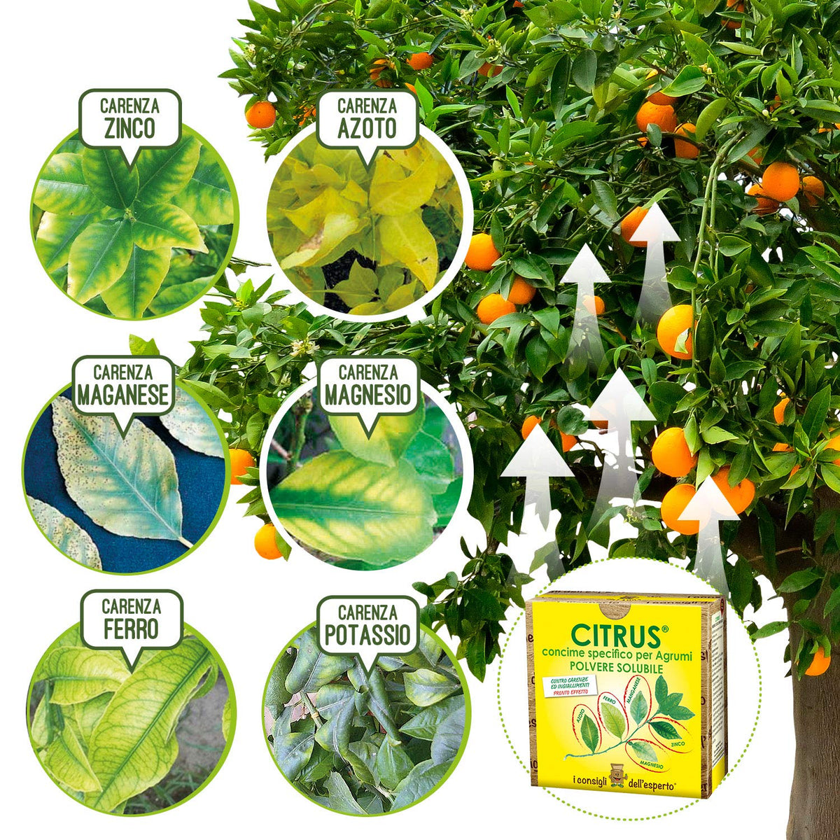 Concime Citrus organico Agrumi 6-5-5 - Agro Re